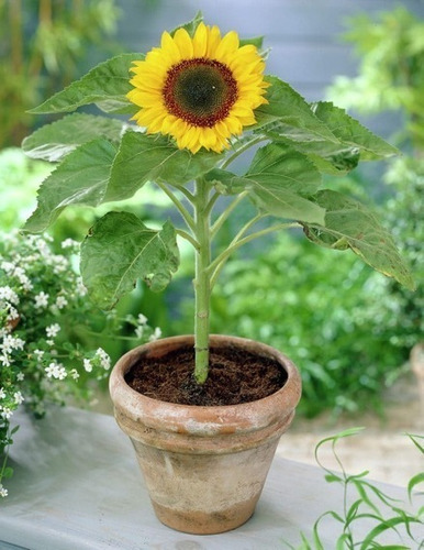 Siembra En Casa Tus Propios Vegetales + De 100 Var.