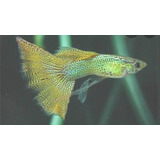 Pct. C/ 5 Casais Peixe Lebiste Yellow Lace-água Doce-aquário