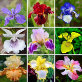 50 Semillas De Flor Lirio Iris Surtido De Colores 