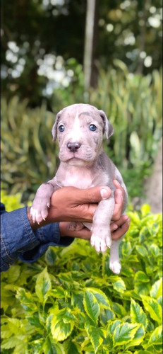 Cachorro Pitbull Blue Merle