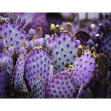 15 Semillas Exótico Cactus Opuntia Santa Rita, Nopal Morado 