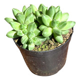 Suculenta Diamante - Pachyphytum Compactum Rára Promoção !!!