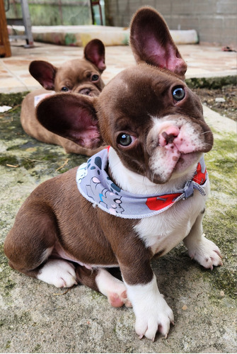 Bulldog Frances, Isabella Y Chocolate, Portando Blue Y Merle