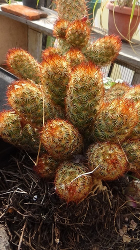 Cactus Mammillaria Elongata Cv Copper King. Enraizado.  