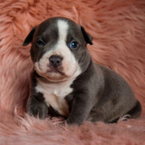 Perros American Bully Pocket Medellin Bogota Cali