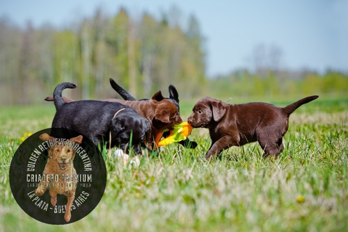 Cachorros Chocolate Criadero Golden Retriever Argentina,()