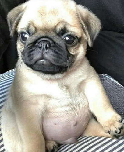 Cachorros Pug Padres Importados 