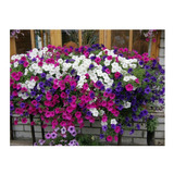 100 Semillas De Petunia Variada Flores Balcon