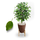 Planta Artificial Fícus Verde Creme Com Vaso Grande