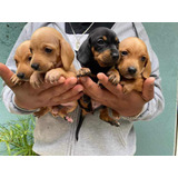 Cachorros Salchicha Mini Bonitos