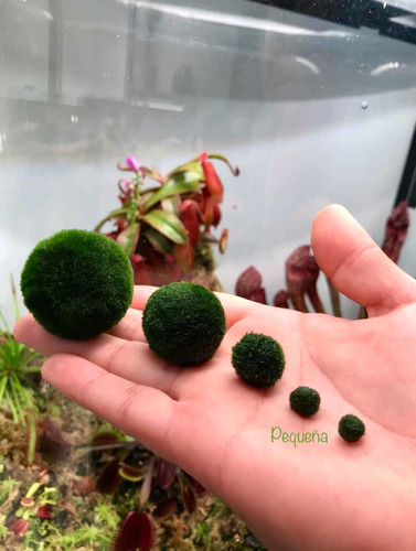 Planta Natural Acuario Marimo Ball Alga Japonesa Esfera Peq