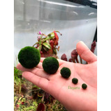 Planta Natural Acuario Marimo Ball Alga Japonesa Esfera Peq