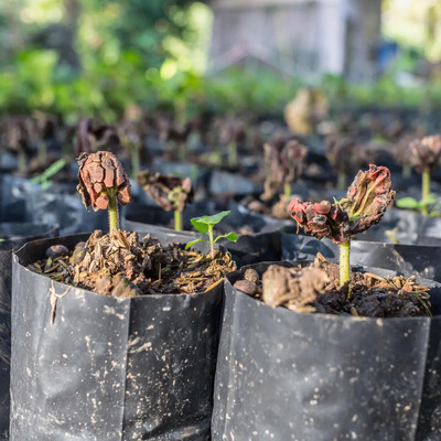 15 Semillas De Cacao  Forastero  Frescas Para Germinar Choco | Meses sin interés