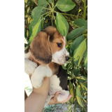 Filhotes Fofinhos  Beagle 