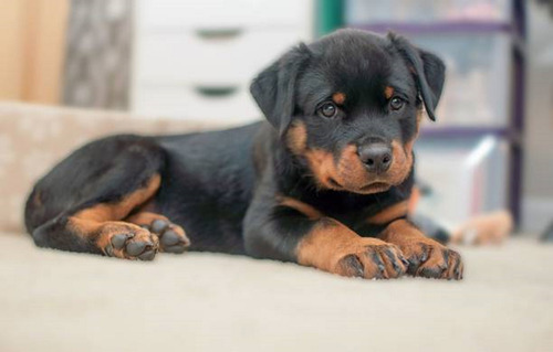 Cachorro Rottweiler 05 