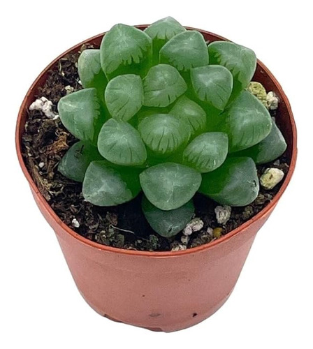 Haworthia Coopieri (planta Exótica De Colección)