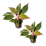 Muda Aglaonema Creta Rosa - Interno Sombra Para Colecionador