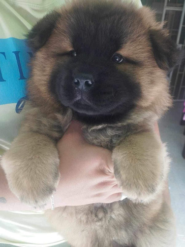 Cachorra Chow Chow Bogotá Animal Pets Colombia 