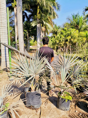  Palma Bismarckia Nobilis O Palma Azul 1.5 M De Altura