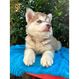 Husky Siberiano- Macho Wooly 