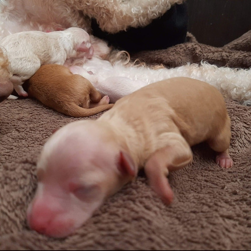 Cachorritos  Caniche Toy Hembras Y Macho 