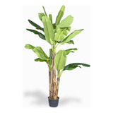 Arbol De Platano 290cm Ambiente Living