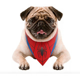 Bandana Cachorro Pp/p Pets Marvel Homem Aranha Licenciado