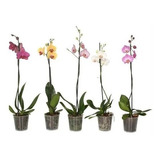 Kit Mudas Orquídeas