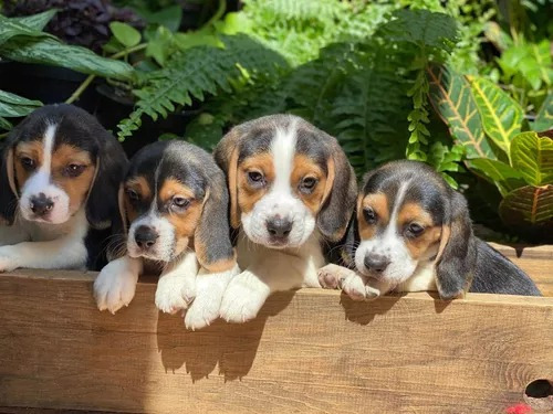 Cachorro Beagle Tricolor 019