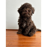 Perros Caniche O French Poodle Machos