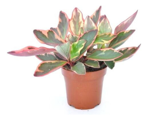 Peperomia Tricolor - Peperomia Magnoliifolia - Muda 10cm