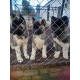 Cachorro Akita Americano Pelo Largo Perro Disponible 