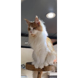 Mainecoon Verdadeiro Gato Gigante 