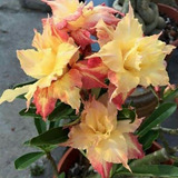  Adenium Rosa Del Desierto Dagger