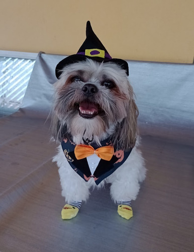 Fantasia Pet Halloween Macho Chapéu E Smoking Cachorro Gato