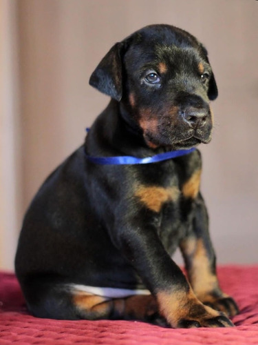 Cachorros Doberman Originales