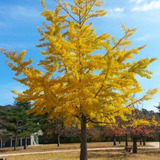 Ginko Biloba M Árbol Ornamental