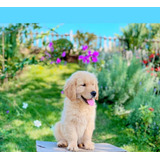 Filhote Golden Retriever  Fêmea Cor Dourados E Clarinhos