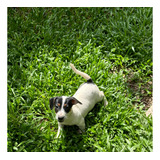 Cachorros Jack Russell Terrier Con Pedigree Y Microchip. 