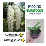 Rhynchostylis Gigantea Alba ( Muda )