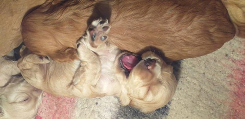 Cocker Spaniel Cachorros