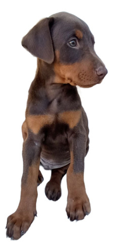 Cachorro Doberman De Pura Raza