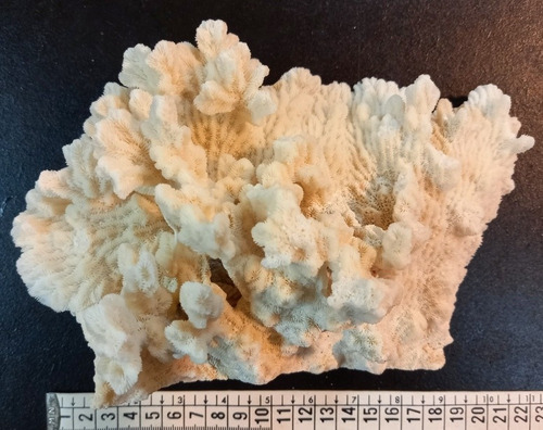 Coral Marino Caracol Concha De Mar Pecera Pez Baño