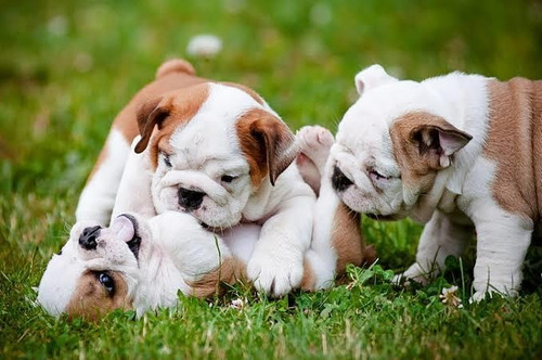 Bulldog Ingles Cachorros Opción A Pedigree Azul Internaciona