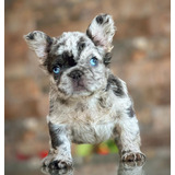 Bulldog Francés Blue Merle Fluffy Animal Pets Colombia