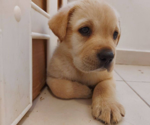 Cachorros Labradores Retriever 