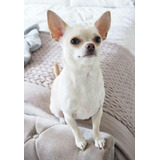 Cachorro Chihuahua Blanco Cabeza De Manzana 025