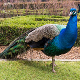 Pavão Azul Real Ornamental Casais 