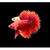 Pez Betta Full Red