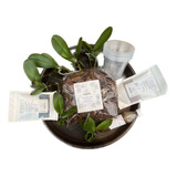 Orquídea Phalaenopsis 6 Plantas + Kit De Cuidados Gratis